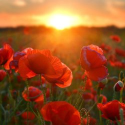 A poppy to remember...
